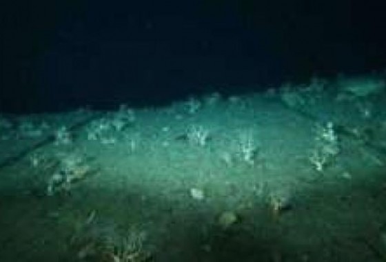 علماء يكتشفون "الأكسجين المظلم" في قاع المحيط حيث تنعدم الحياة