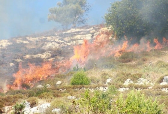 اعتداءات المستوطنين: احراق اشجار مثمرة وتجريف اراض ومهاجمة مركبات المواطنين في مناطق مختلفة بالضفة