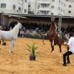   مسابقة جمال الخيول العربية الاصيلة بمشاركة عشرات الخيول في فلسطين والتي اقيمت بالخليل