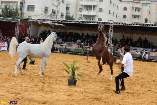   مسابقة جمال الخيول العربية الاصيلة بمشاركة عشرات الخيول في فلسطين والتي اقيمت بالخليل