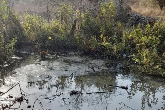المياه العادمة للمستوطنات تنذر بكارثة بيئية في دير بلوط