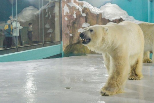 فندق صيني يتيح لنزلائه فرصة مجاورة الدببة القطبية