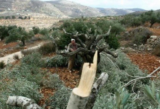 مستوطنون يقطعون أشجاراً مثمرة ويسرقون أسلاك كهرباء جنوب نابلس