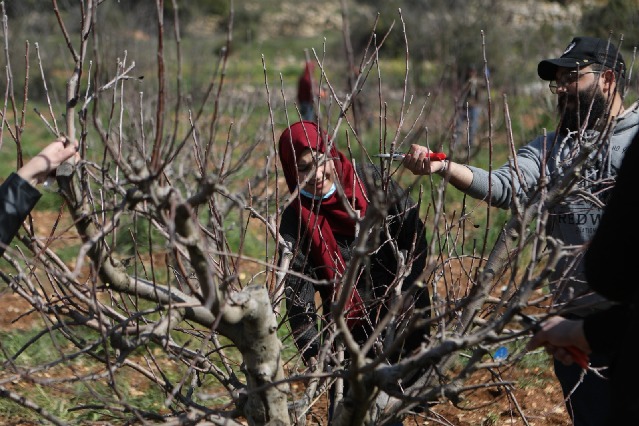 بدء موسم تنقيب الاشجار في فلسطين