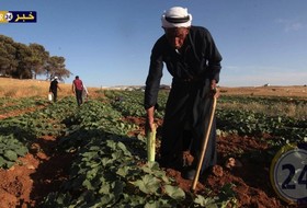 حصاد الفقوس او القثاء في مدينة الخليل