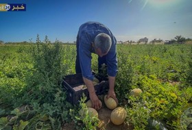 قطف الشمام من قطاع غزة