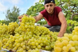 بدء قطف العنب في "الشيخ عجلين" بقطاع غزة