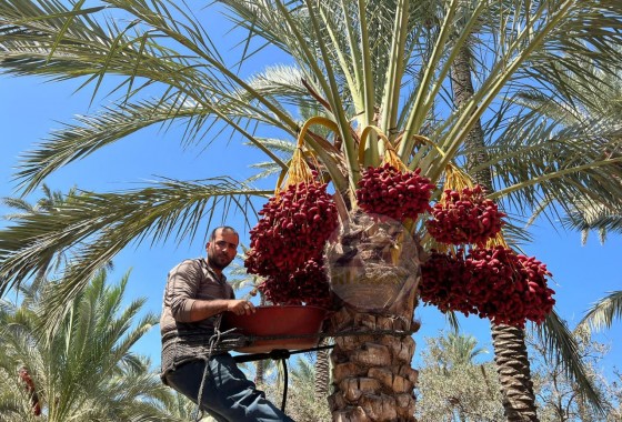 غزة: عناقيد الذهب الأحمر تزين اشجار النخيل  إيذانًا ببدء موسم جني الثمار