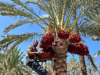 غزة: عناقيد الذهب الأحمر تزين اشجار النخيل  إيذانًا ببدء موسم جني الثمار