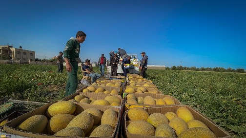 صور .. بدء موسم قطف ثمرة الشمام أو "البطيخ الأصفر" في قطاع غزة