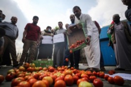 مزارعون غزيون يتلفون محصولهم من البندورة احتجاجاً على شروط الاحتلال لتصديرها