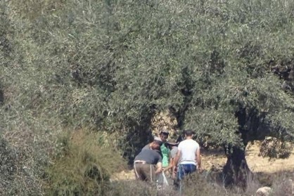 مستوطنون يسرقون ثمار زيتون ومعدات زراعية من أراضي قريوت جنوب نابلس