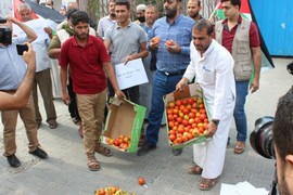 المزارعون يحتجون على شروط الاحتلال " لتصدير البندورة" في معبر "كرم ابو سالم "