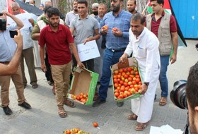 المزارعون يحتجون على شروط الاحتلال " لتصدير البندورة" في معبر "كرم ابو سالم "