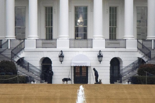 إبعاد كلبا الرئيس الأمريكي عن البيت الأبيض