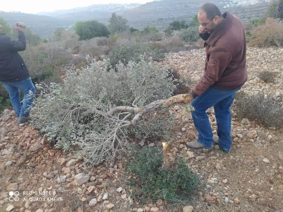 مستوطنون يقتلعون 250 شجرة زيتون من أراضي "المزرعة الغربية" شمال رام الله