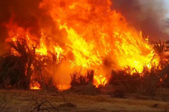 حرائق النخيل في الولاية الشمالية: كارثة تهدد الزراعة السودانية