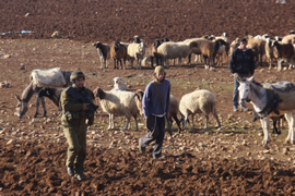 مستوطنون يسرقون 30 رأس غنم من تجمع عرب المليحات شمال غرب أريحا