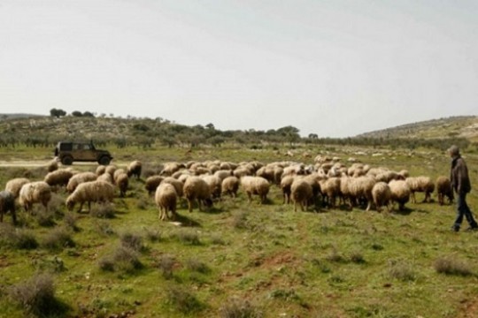 جيش الاحتلال يسرق مئة رأس ماعز جنوب لبنان