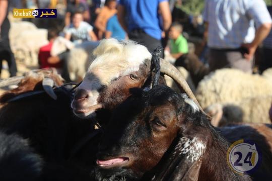 بالصور- سوق الأضاحي في بيت لحم يشهد تواجدا كبيرا للمواطنين وحركة شراء ضعيفة