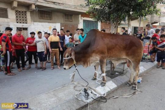 غزة تبتهج بأضاحيها ليلة العيد