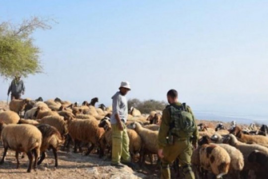 مستوطنون يسطون على المشهد الزراعي والثقافي بعد طرد الرعاة الفلسطينيين 