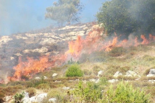 اعتداءات المستوطنين: احراق اشجار مثمرة وتجريف اراض ومهاجمة مركبات المواطنين في مناطق مختلفة بالضفة